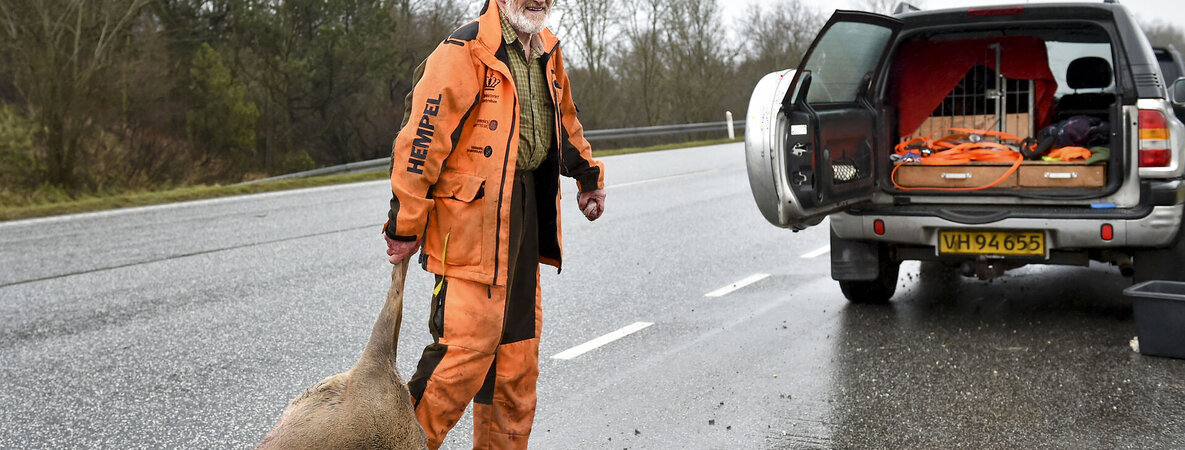 Ein Mitarbeiter der Tierschutzzentral trögt ein totes Reh von der Straße