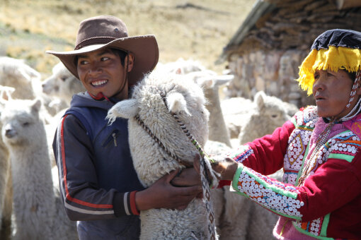 Peru und Alpaka Wolle in der B cherei Der Nordschleswiger