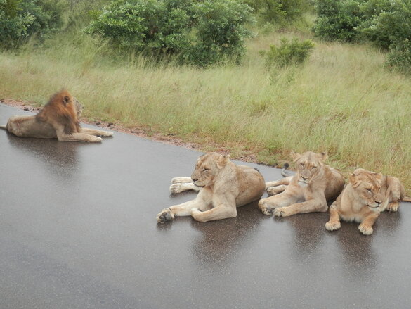 Löwen auf der Straße liegend / Afrika