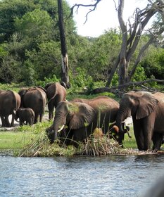 Elefanten im Wassergraben