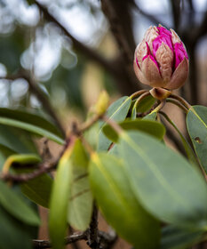 Rhododendron