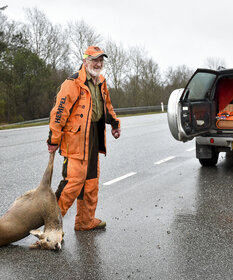 Ein Mitarbeiter der Tierschutzzentral trögt ein totes Reh von der Straße